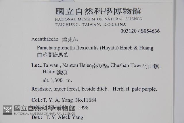 曲莖馬藍藏品圖，第2張