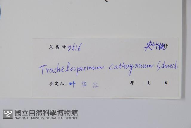 乳兒繩藏品圖，第2張