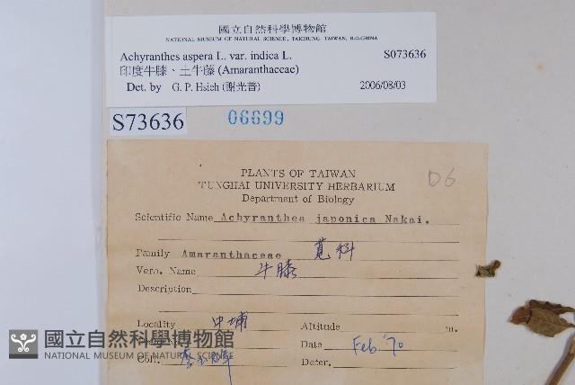 印度牛膝、土牛藤藏品圖，第2張