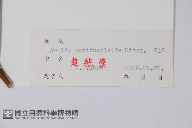 東北土當歸藏品圖，第2張