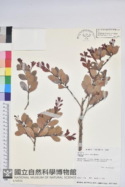 凹葉越橘藏品圖，第1張