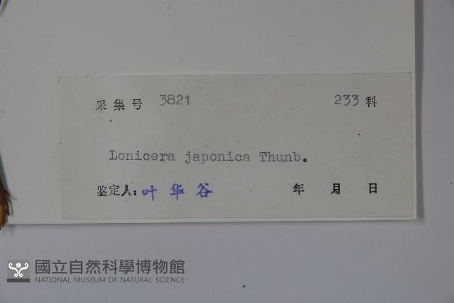 忍冬、金銀花藏品圖，第2張