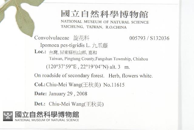 九爪藤藏品圖，第2張