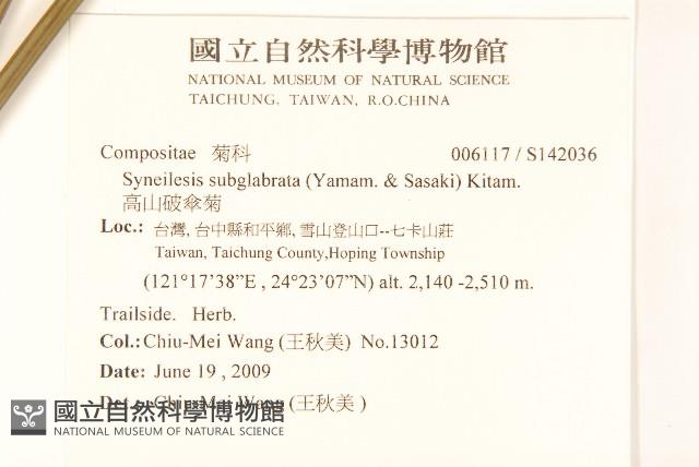 高山破傘菊藏品圖，第2張