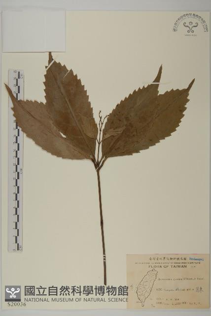 草珊瑚、紅果金粟蘭藏品圖，第1張