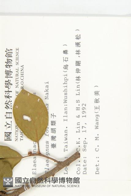 臺灣胡頹子藏品圖，第2張