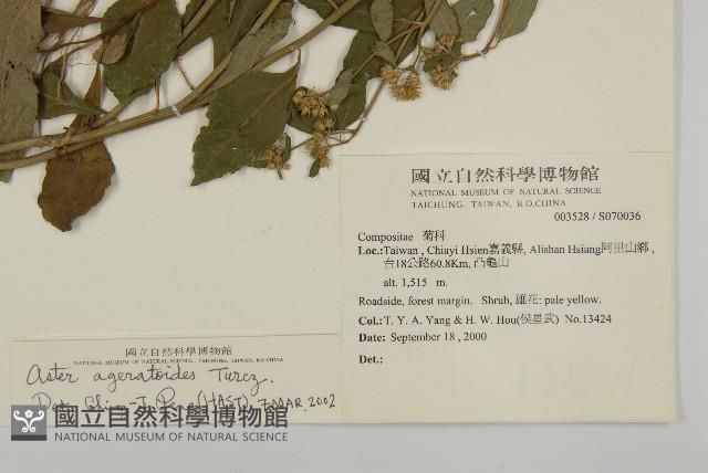 山白蘭藏品圖，第2張