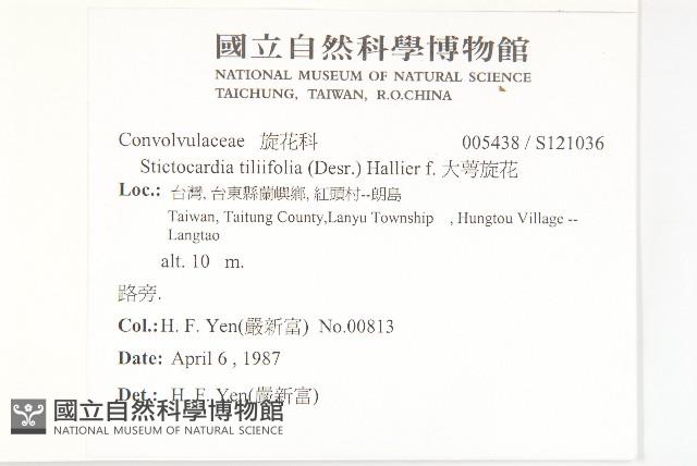 大萼旋花藏品圖，第2張