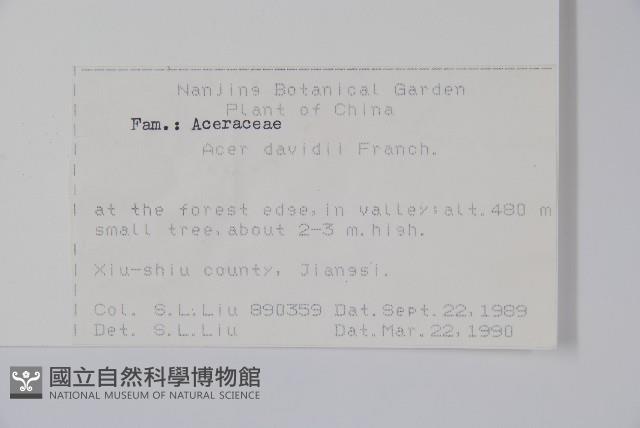 青榨槭藏品圖，第2張