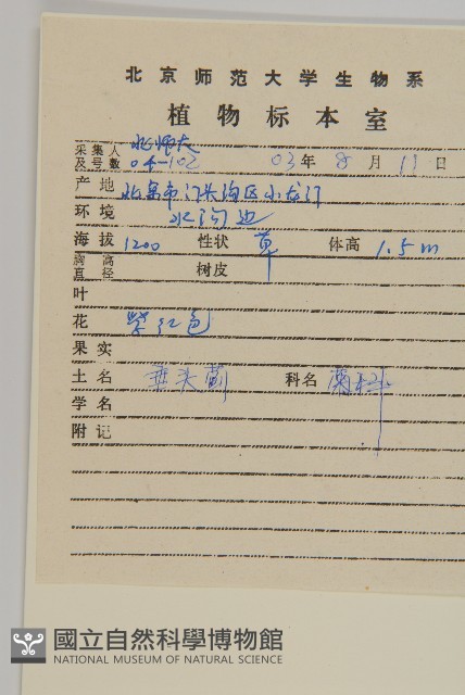 煙管草藏品圖，第2張