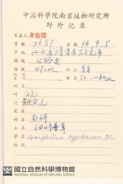 秋鼠麴草藏品圖，第2張