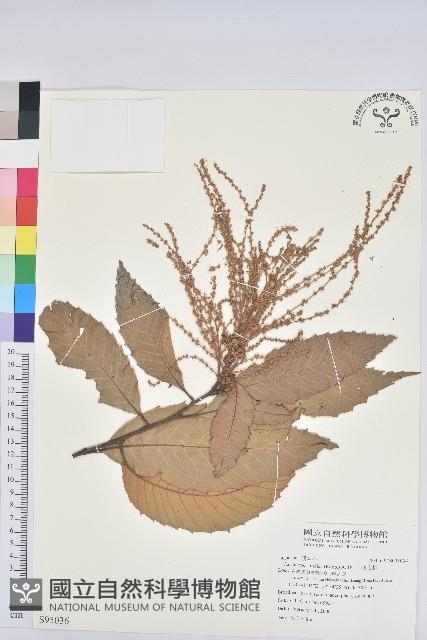 印度苦櫧藏品圖，第1張