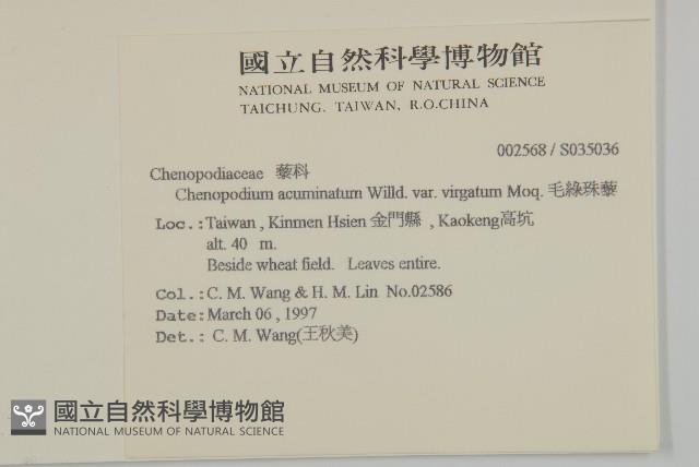 變葉藜、毛綠珠藜藏品圖，第2張