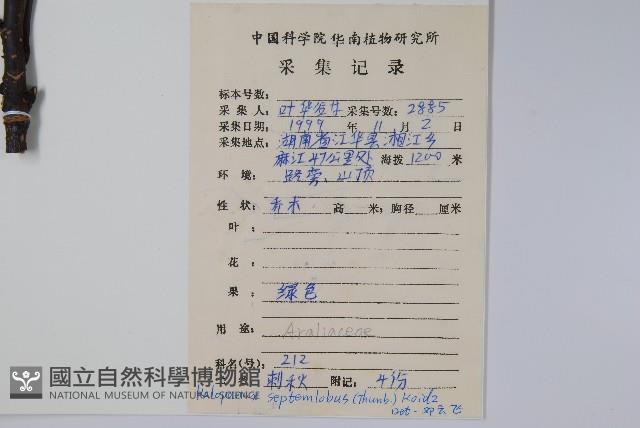 刺楸，蓖麻葉五加藏品圖，第2張