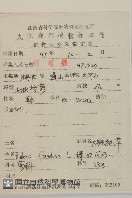 大狼把草藏品圖，第2張