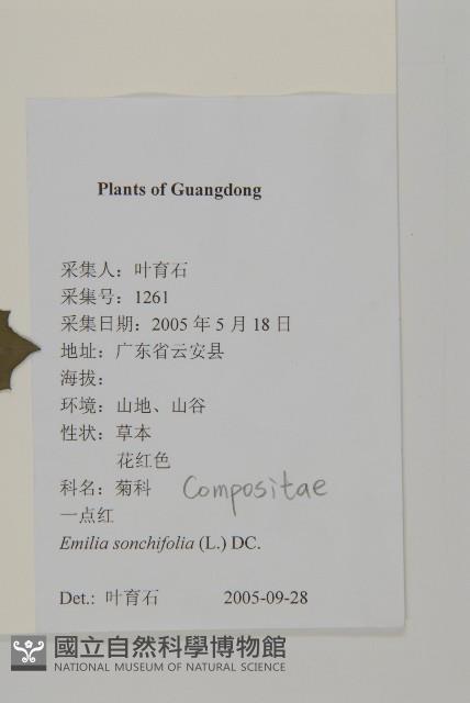 紫背草藏品圖，第2張