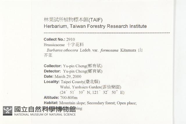 山芥菜藏品圖，第2張