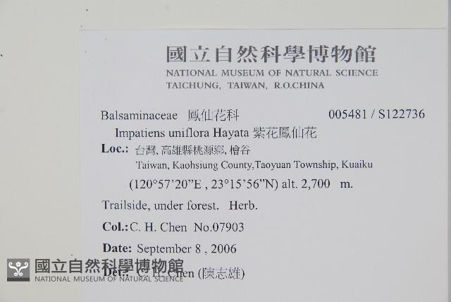 紫花鳳仙花藏品圖，第2張