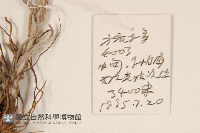 鑽葉火絨草藏品圖，第2張