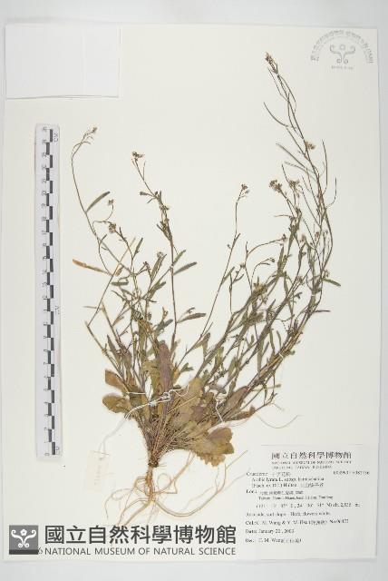 玉山筷子芥藏品圖，第1張