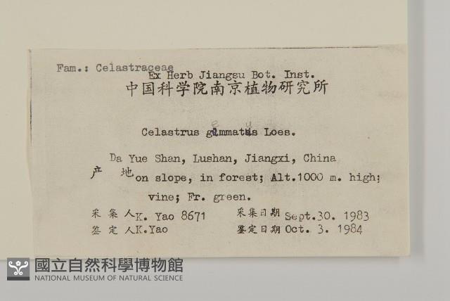 哥蘭葉藏品圖，第2張