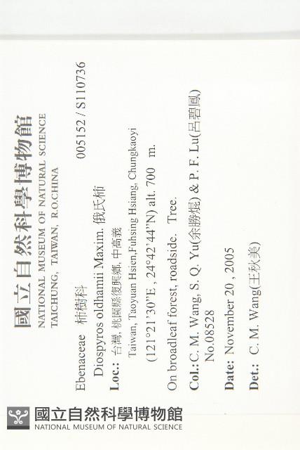 俄氏柿藏品圖，第2張