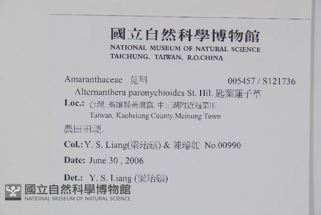 匙葉蓮子草藏品圖，第2張