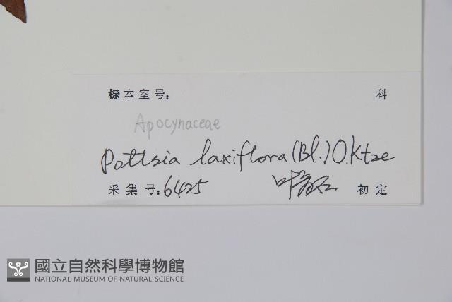 帘子藤藏品圖，第2張