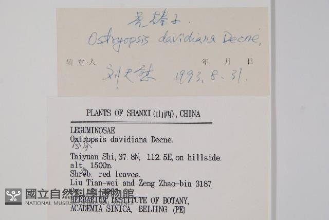 虎榛子藏品圖，第2張