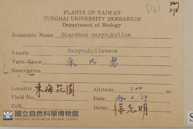 康乃馨、荷蘭瞿麥、紅茂草、香剪絨花藏品圖，第2張