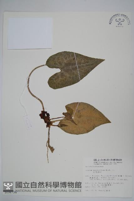 大花細辛、馬蹄香藏品圖，第1張