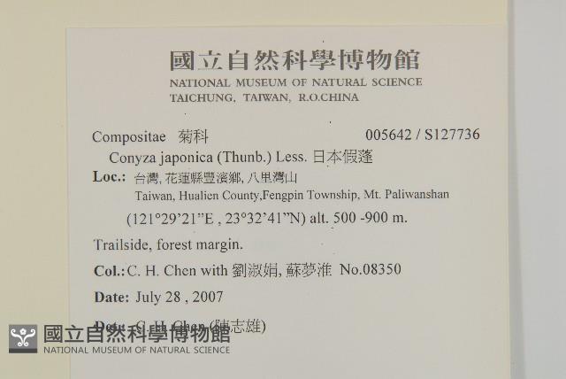 日本假蓬藏品圖，第2張