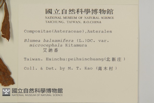 艾納香藏品圖，第2張