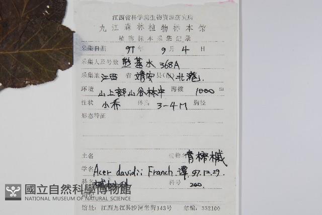 青榨槭藏品圖，第2張