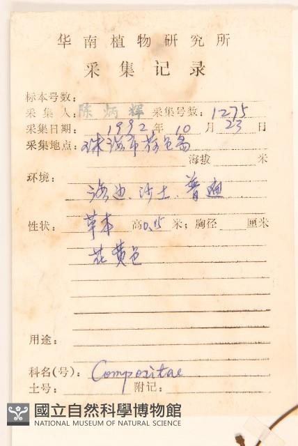 匐莖栓果菊藏品圖，第2張