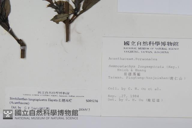 長穗馬藍藏品圖，第2張