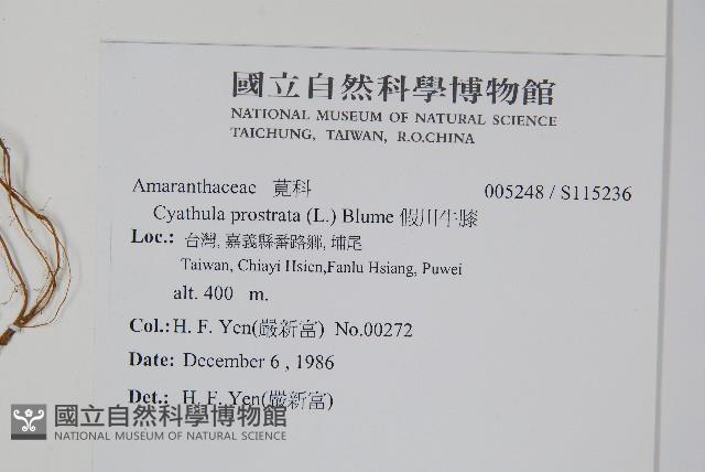 假川牛膝藏品圖，第2張