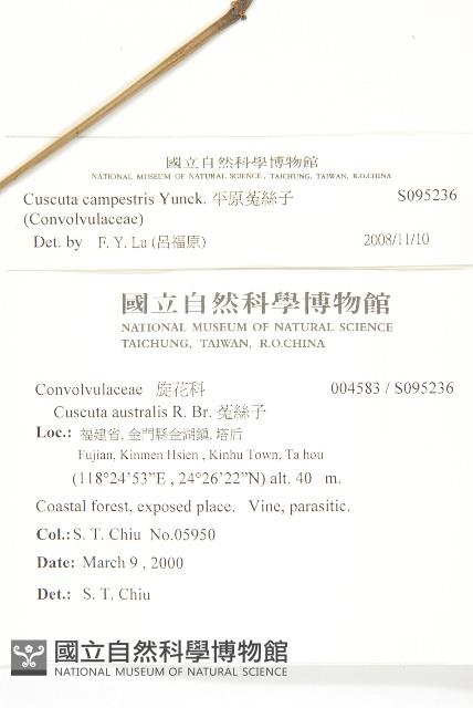 平原菟絲子藏品圖，第2張