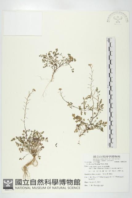 焊菜藏品圖，第1張