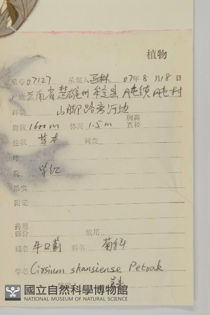 牛口薊藏品圖，第2張