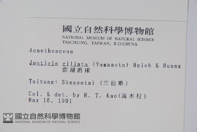 澎湖爵床藏品圖，第2張