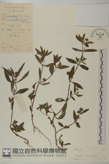 鱧腸藏品圖，第1張