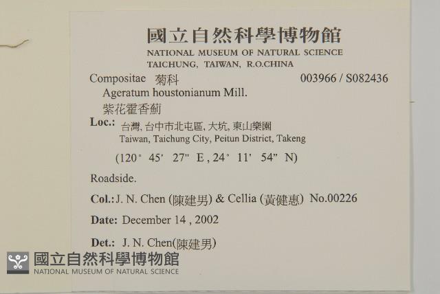 紫花霍香薊藏品圖，第2張