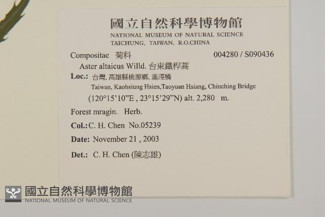 台東鐵桿蒿藏品圖，第2張