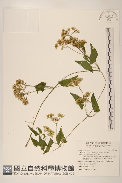 蔓澤蘭藏品圖，第1張