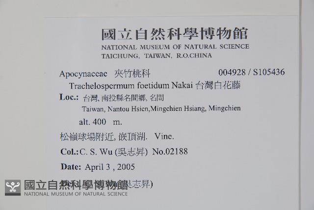 台灣白花藤藏品圖，第2張