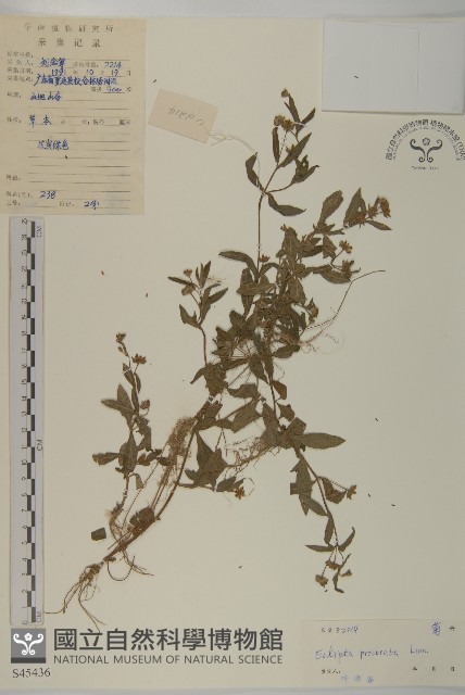 鱧腸藏品圖，第1張