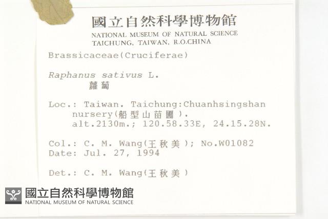 蘿蔔、夢卜藏品圖，第5張