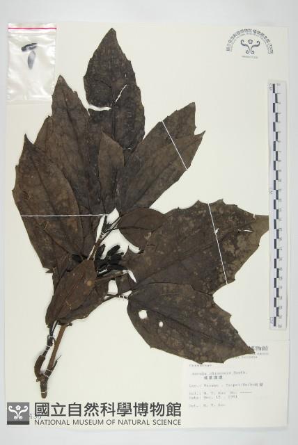 桃葉珊瑚藏品圖，第1張