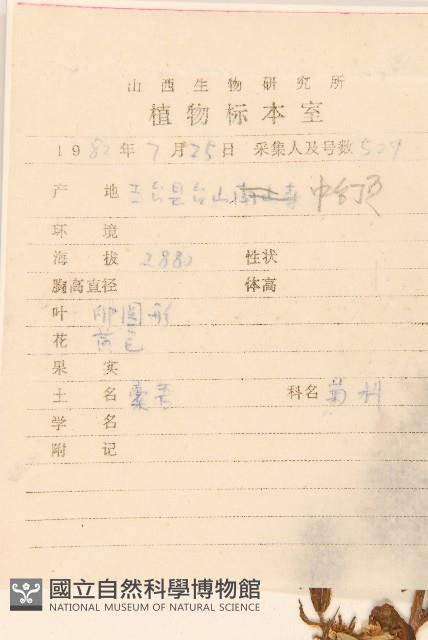 狹苞橐吾藏品圖，第2張